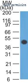 OriGene AM50113PU-S image 1
