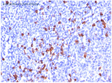OriGene AM50118PU-T image 1