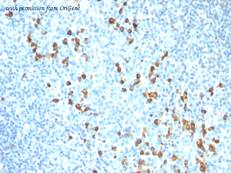 OriGene AM50119PU-S image 1