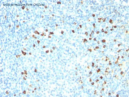 OriGene AM50120PU-T image 1