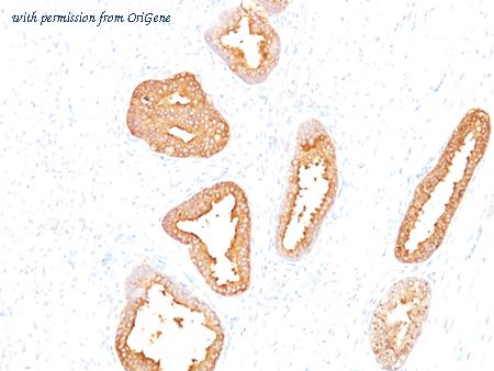 OriGene AM50122PU-T image 1