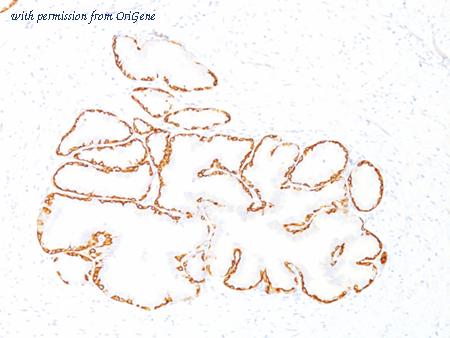 OriGene AM50130PU-T image 1