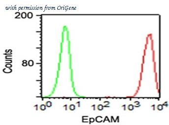 OriGene AM50137PU-S image 1