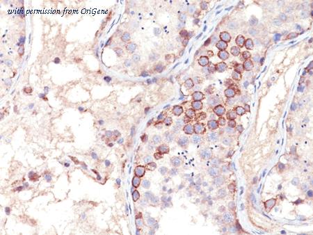 OriGene AM50138PU-S image 1
