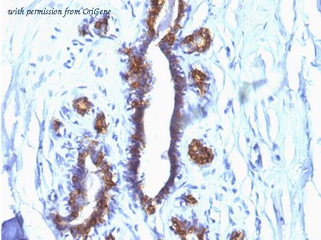 OriGene AM50140PU-T image 1