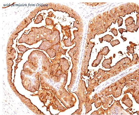 OriGene AM50141PU-T image 1