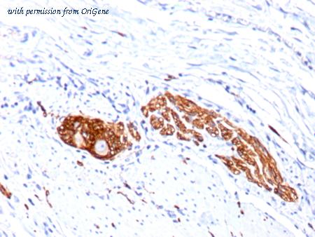 OriGene AM50146PU-T image 1