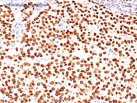 OriGene AM50154PU-T image 1