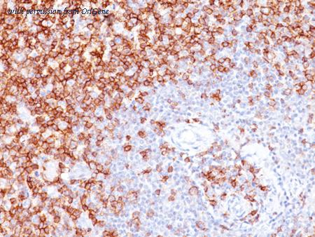 OriGene AM50158PU-T image 1