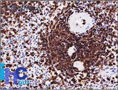OriGene AM50159PU-S image 1