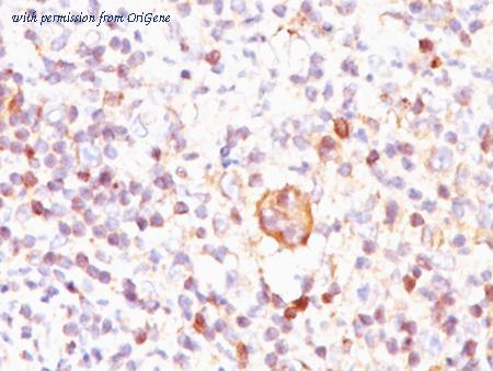 OriGene AM50160PU-T image 1