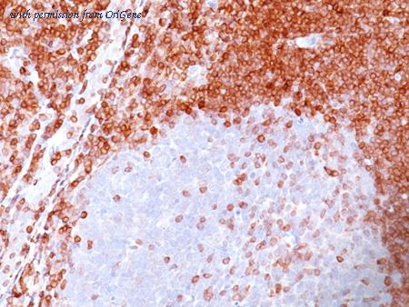 OriGene AM50163PU-S image 1