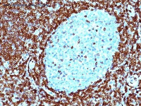 OriGene AM50164PU-S image 1