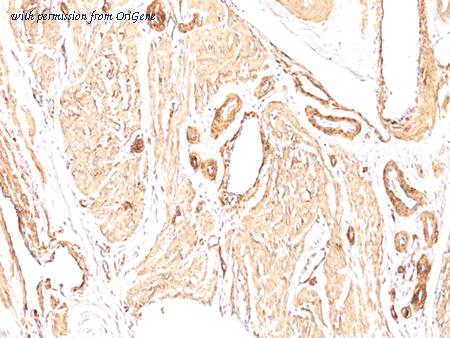 OriGene AM50166PU-T image 1