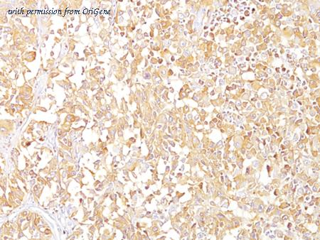 OriGene AM50168PU-T image 1