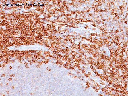 OriGene AM50171PU-T image 1
