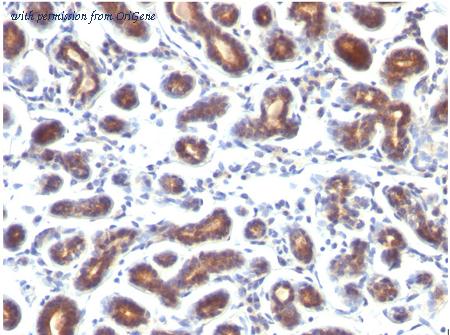 OriGene AM50172PU-T image 1