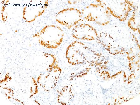 OriGene AM50175PU-T image 1