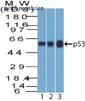 OriGene AM50177PU-T image 1