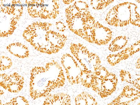 OriGene AM50178PU-T image 1