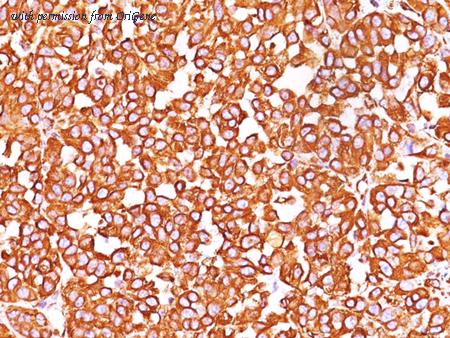 OriGene AM50186PU-S image 1