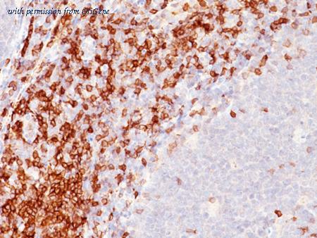 OriGene AM50190PU-T image 1