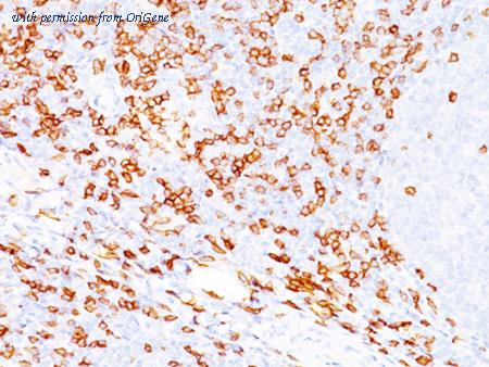 OriGene AM50192PU-T image 1