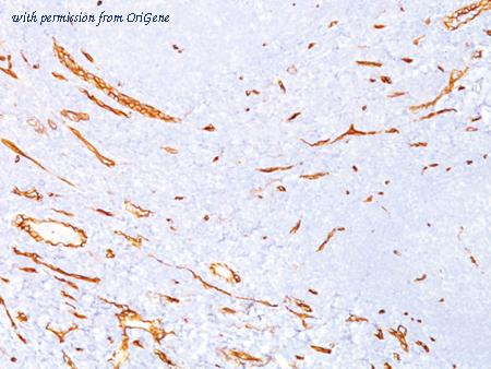 OriGene AM50193PU-T image 1
