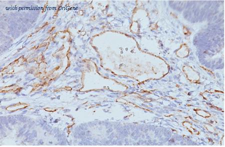 OriGene AM50225PU-S image 1