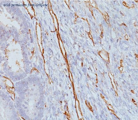 OriGene AM50226PU-S image 1