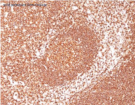 OriGene AM50230PU-S image 1