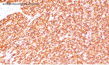OriGene AM50232PU-S image 1