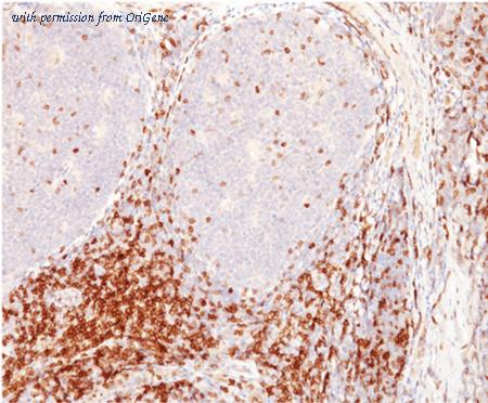 OriGene AM50236PU-S image 1