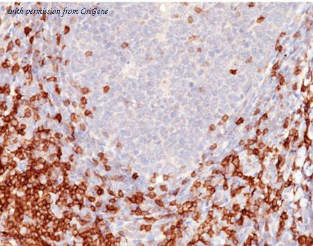 OriGene AM50237PU-T image 1