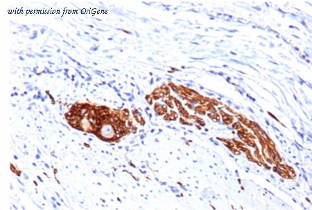 OriGene AM50239PU-T image 1