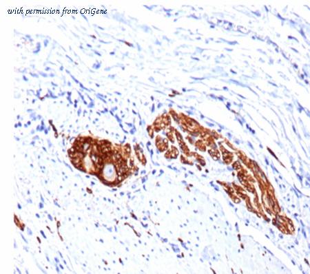OriGene AM50240PU-S image 1
