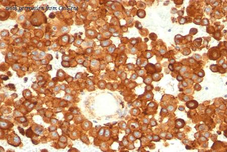 OriGene AM50244PU-S image 1