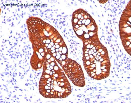 OriGene AM50256PU-T image 1