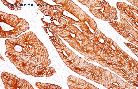 OriGene AM50258PU-T image 1