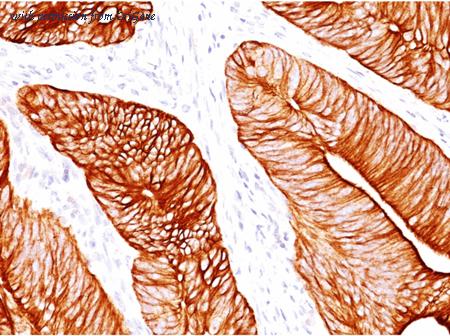 OriGene AM50259PU-T image 1