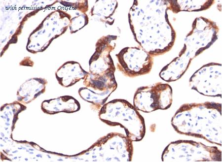OriGene AM50278PU-T image 1