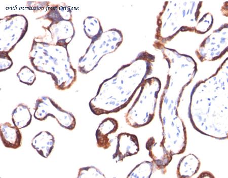 OriGene AM50280PU-S image 1