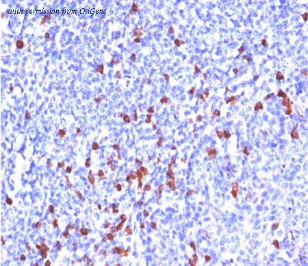 OriGene AM50285PU-S image 1