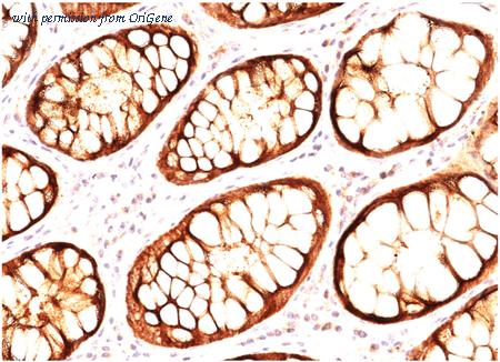 OriGene AM50301PU-T image 1