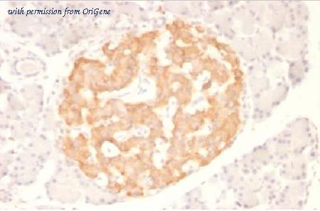 OriGene AM50317PU-T image 1