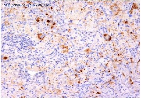OriGene AM50318PU-T image 1