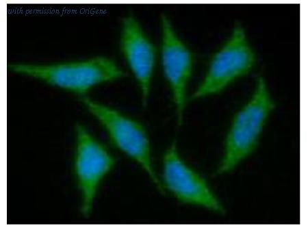 OriGene AM50335PU-N image 1