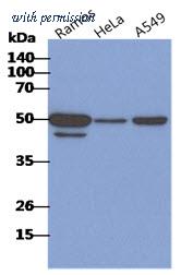 OriGene AM50350PU-N image 1