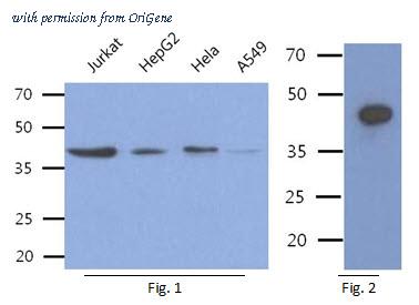 OriGene AM50353PU-N image 1