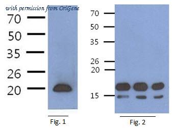 OriGene AM50355PU-N image 1